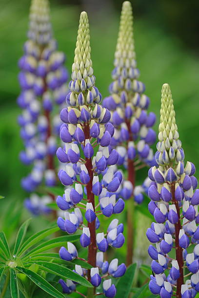 Russell Lupin Planta - foto de acervo