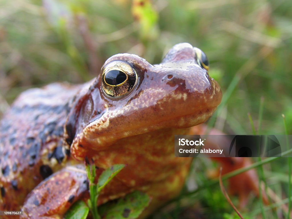 Rana común macro - Foto de stock de Aire libre libre de derechos