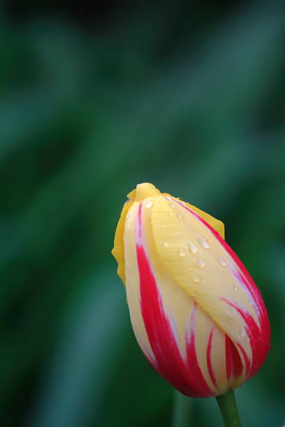 Tulipa flambado - foto de acervo