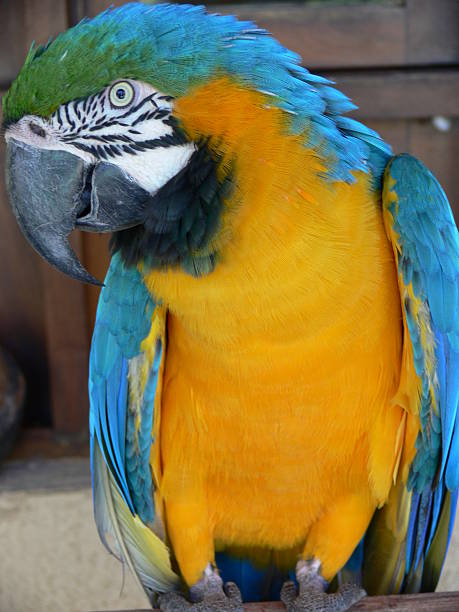 macaw stock photo