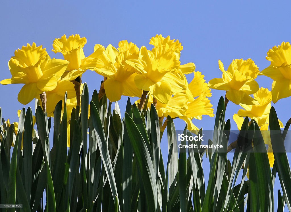 Daffodils - Zbiór zdjęć royalty-free (Bez ludzi)