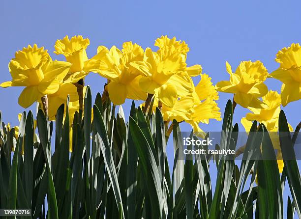 Foto de Narcisos e mais fotos de stock de Amarelo - Amarelo, Azul, Brilhante - Luminosidade