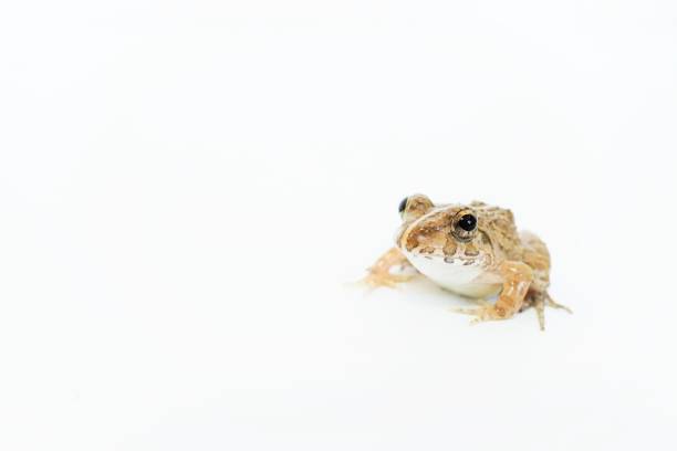 istock A brown Indian Rice Frog on a white background 1398707504