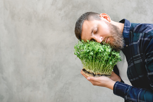 A man with beard holds in his hands microgreens of peas on background of concrete wall. Guy in the shirt put his head on soft green grass. Germinating seeds at home or buying greens for healthy diet.