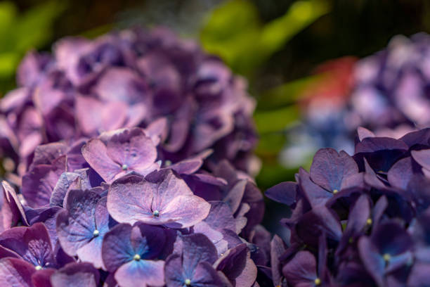 Large cluster of purple hydrangea buds close up