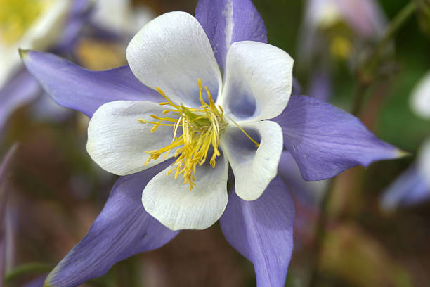istock Colorado Columbine 139870805
