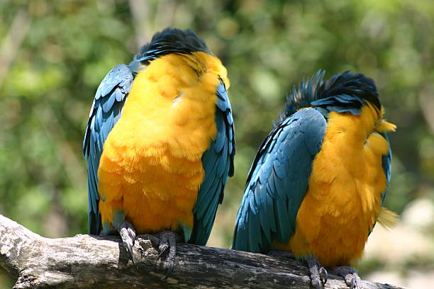 Sleeping Macaws No one told me that all the animals at the zoo sleep at noon. sleeping parrot stock pictures, royalty-free photos & images