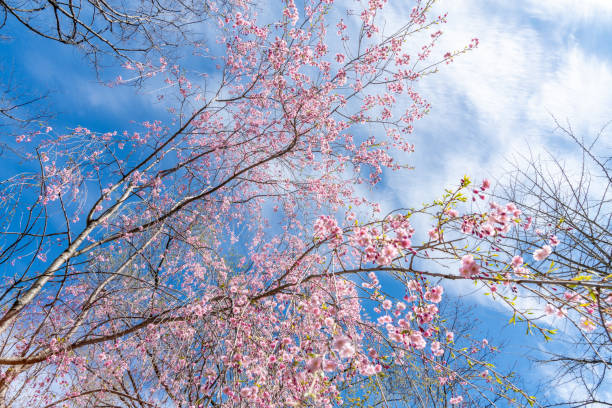 istock Cherry Blossoms at Kariya Park, Mississauga, Canada. 1398708616