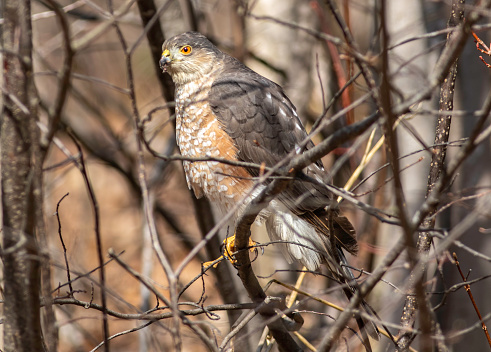 A sharp-shinned Hawk perched in a dense thicket of twigs