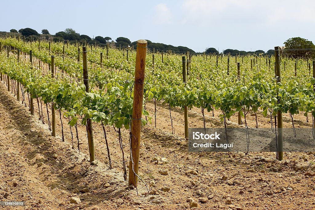 Vignoble de Catalogne, Espagne - Photo de Agriculture libre de droits