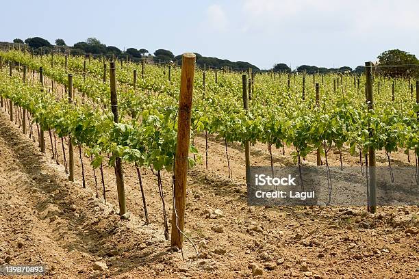 Winnica W Katalonii Hiszpania - zdjęcia stockowe i więcej obrazów Botanika - Botanika, Drewno - Tworzywo, Drut