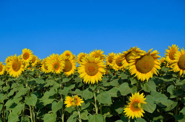 Yellow sunflowers grow in the field. Agricultural crops. Yellow sunflowers grow in the field. Agricultural crops. petaluma stock pictures, royalty-free photos & images