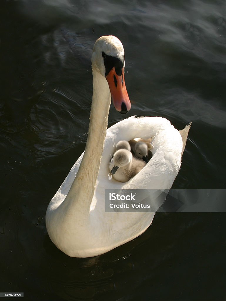 Swan famiglia - Foto stock royalty-free di Cigno