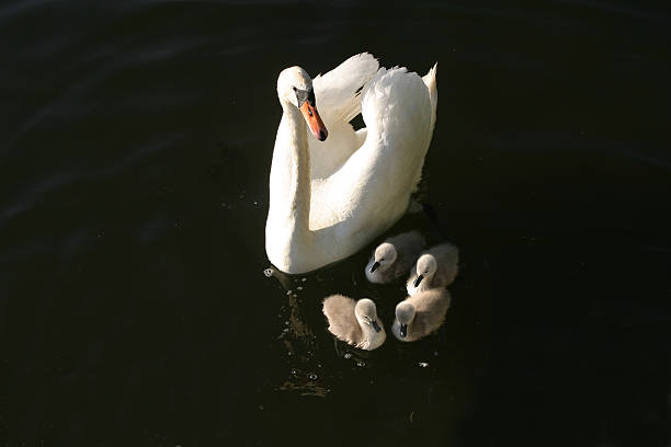 Swan family stock photo