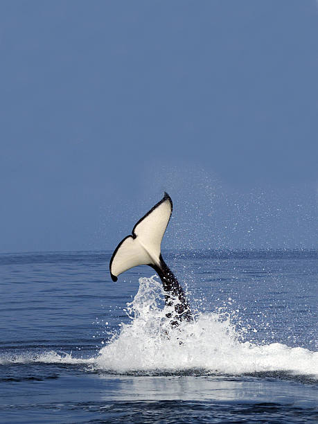 killer whale tail slap killer whale photos stock pictures, royalty-free photos & images