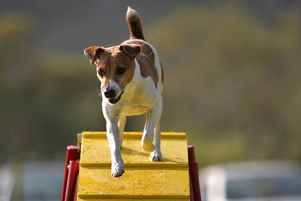 Jack Russell Terrier su un ponte - foto stock