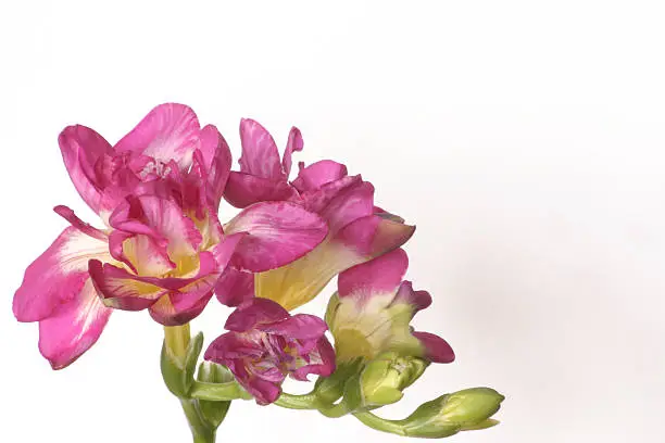freesia flower head over a light background