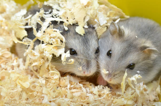 Pets hamsters live in a cage with wood shavings Pets hamsters live in a cage with wood shavings fur protest stock pictures, royalty-free photos & images