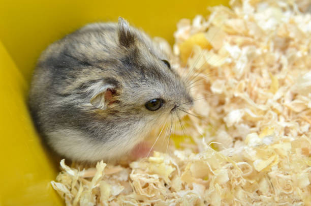 istock Pets hamsters live in a cage with wood shavings 1398709719