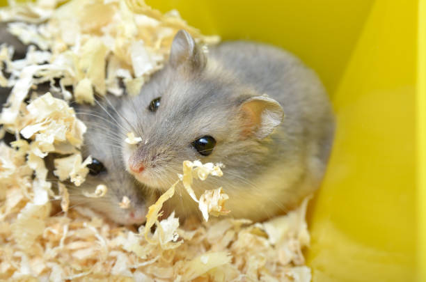 istock Pets hamsters live in a cage with wood shavings 1398709720