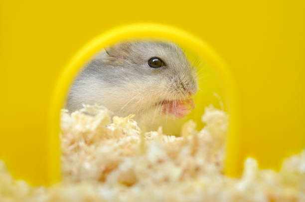 istock Pets hamsters live in a cage with wood shavings 1398709889
