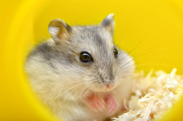 Pets hamsters live in a cage with wood shavings Pets hamsters live in a cage with wood shavings rodent bedding stock pictures, royalty-free photos & images