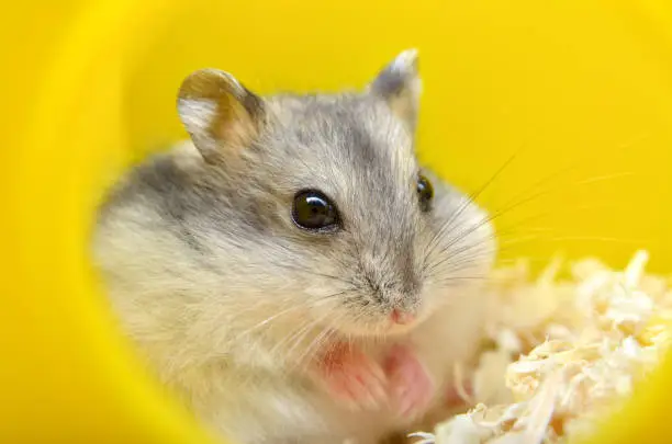 Photo of Pets hamsters live in a cage with wood shavings