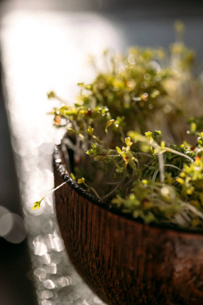 istock Growing microgreens in a wooden bowl 1398709955