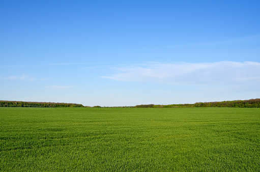 Empty green landscape and clear blue sky