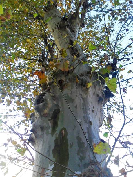ビッグポプラの木 - tree tall poplar tree bark ストックフォトと画像