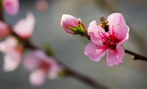 Peach blossom. Closeup photo of a bee collecting pollen and nectar from a peach flower in spring. Selective focus.