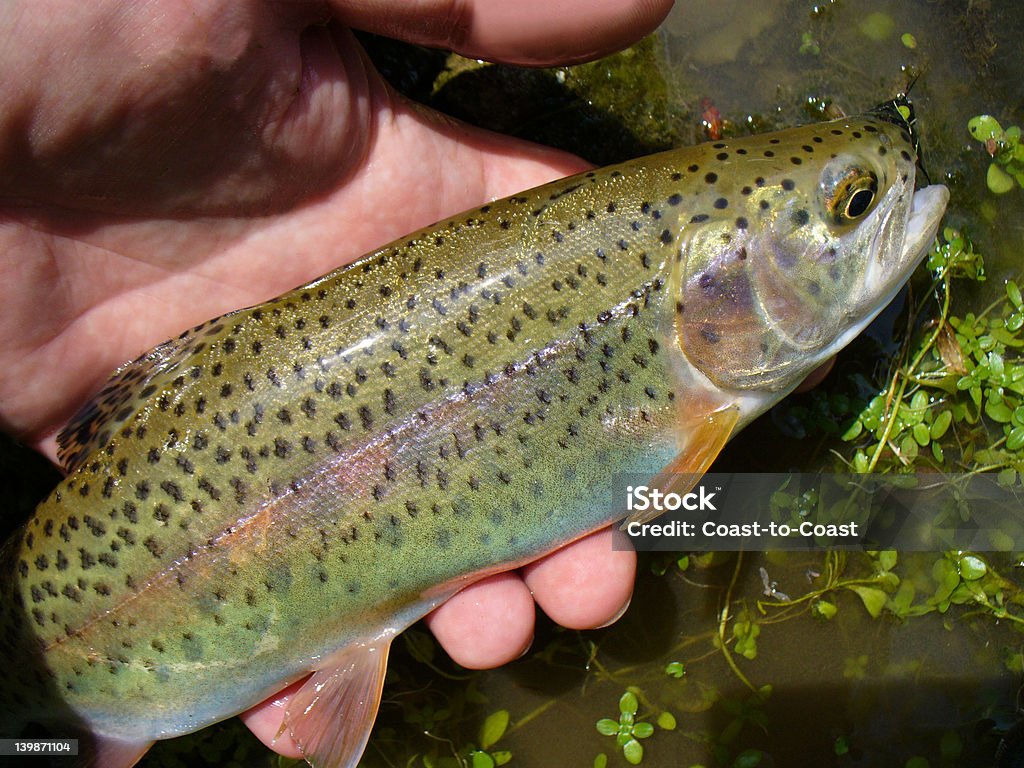 Beaver Creek Rainbow - Zbiór zdjęć royalty-free (Fotografika)