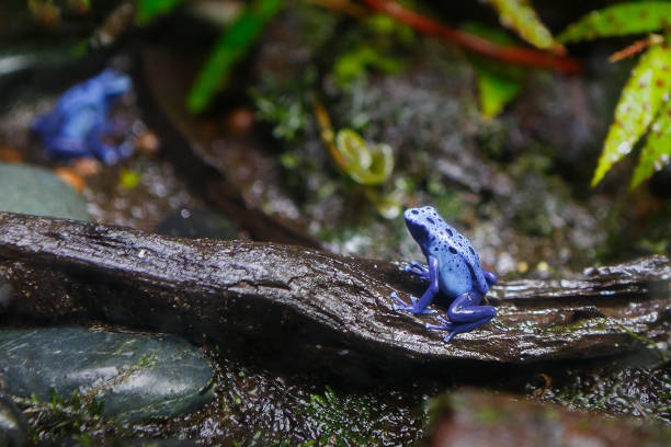 istock Blue and black poison dart frog (Dendrobates auratus) 1398711078