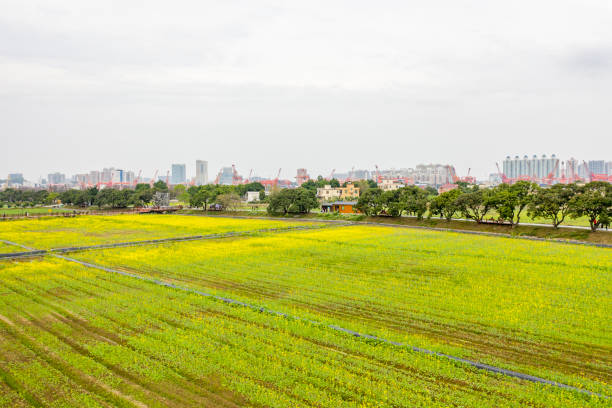 Rape fields on dajisha Island, Guangzhou, Guangdong, China