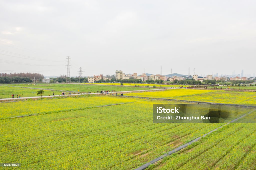 Rape fields on dajisha Island, Guangzhou, Guangdong, China Agriculture Stock Photo