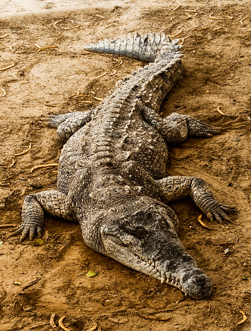 a crocodile resting on the ground in the zoocriadero of Puerto Pizarro in Tumbes, Peru