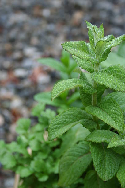 As Mint plant in an miniature herb garden plushka stock pictures, royalty-free photos & images
