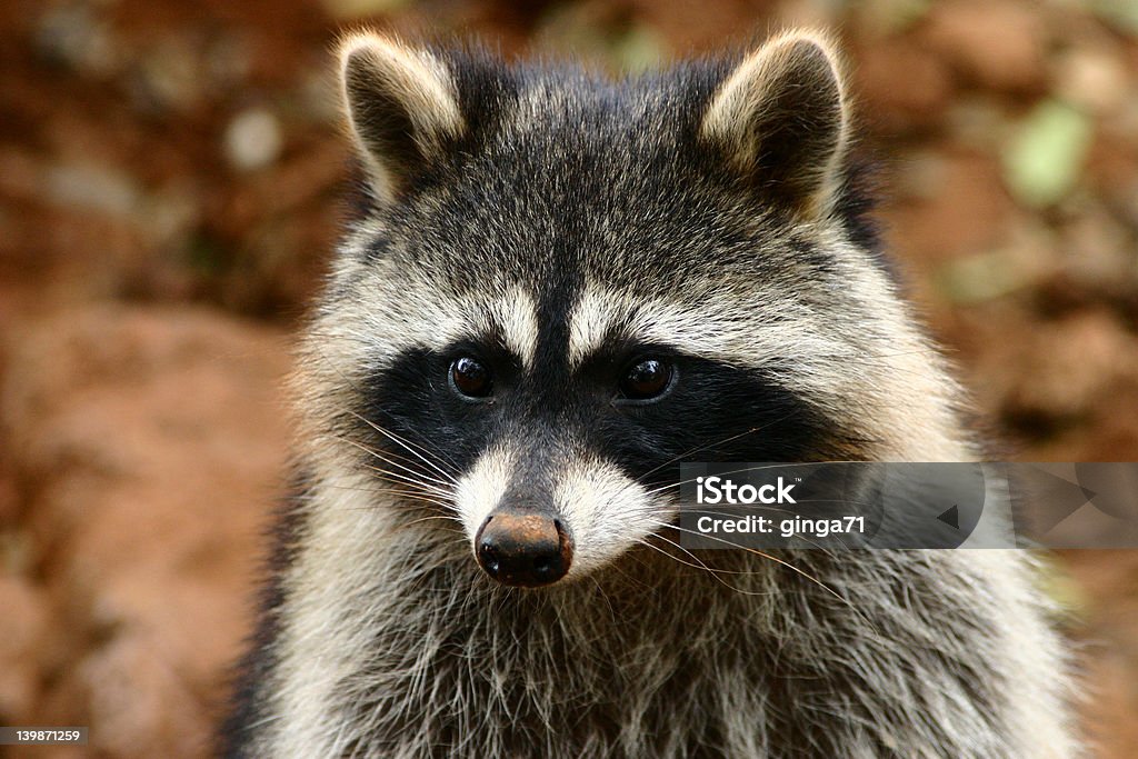 Here's Rocky! Cheeky Raccoon looking for a snack Animal Stock Photo