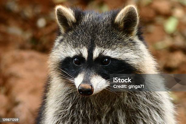 Heres Rocky Stock Photo - Download Image Now - Animal, Animal Wildlife, Fur