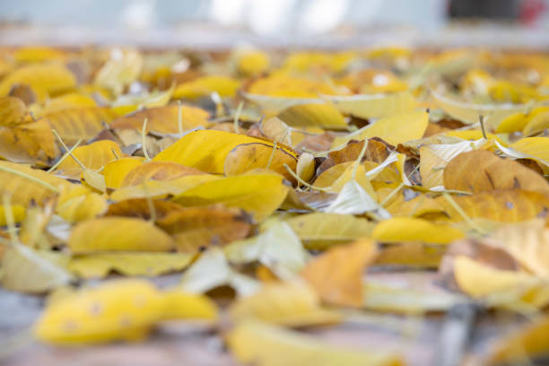 Fallen leaves on the ground in autumn