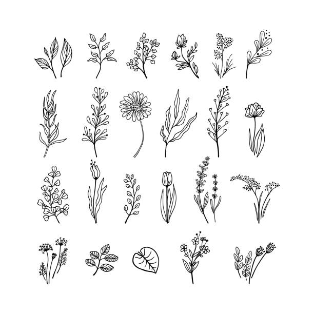 Set of hand drawn black color plants Set of hand drawn black color different plants. Black and white branches, leaves and flowers. lavender lavender coloured bouquet flower stock illustrations