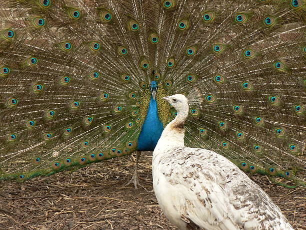 Peacock et femmes - Photo