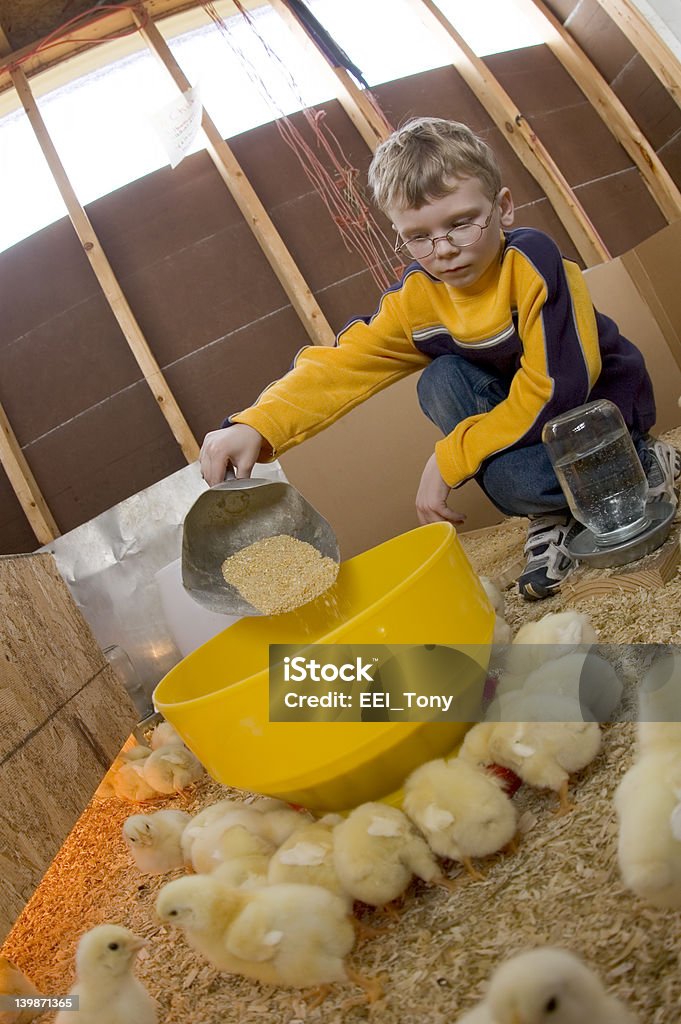 Junge feeds seinem baby Küken 06 - Lizenzfrei Füttern Stock-Foto