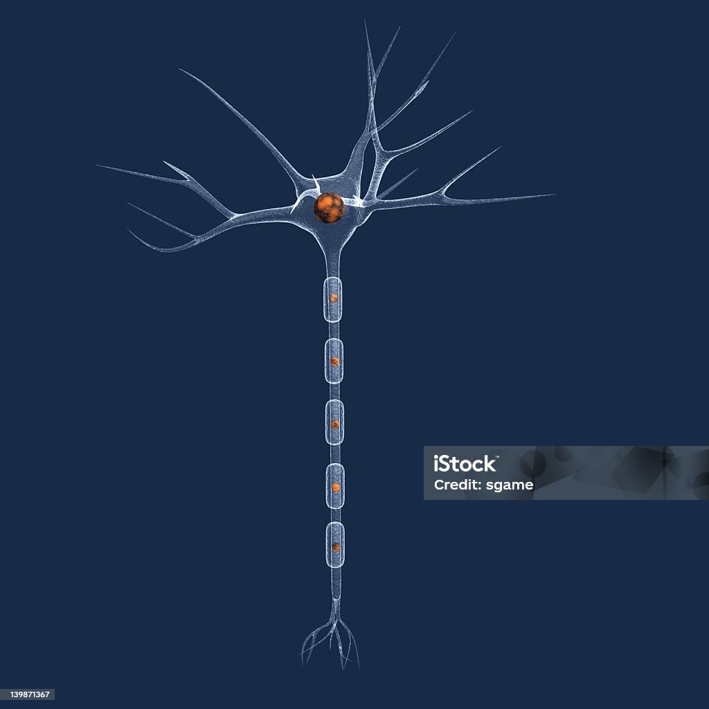 Neurone - Foto stock royalty-free di Anatomia umana