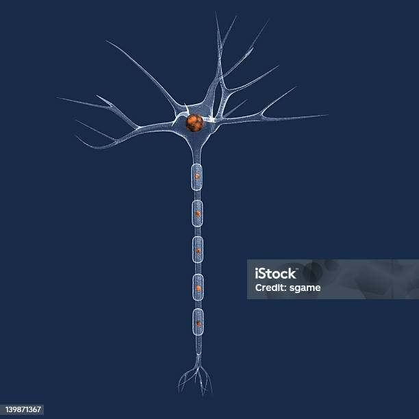 Neurone - Fotografie stock e altre immagini di Anatomia umana - Anatomia umana, Axon, Biologia