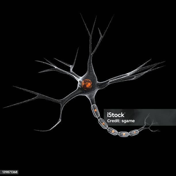 Multipolar - Fotografias de stock e mais imagens de Anatomia - Anatomia, Axónio, Biologia