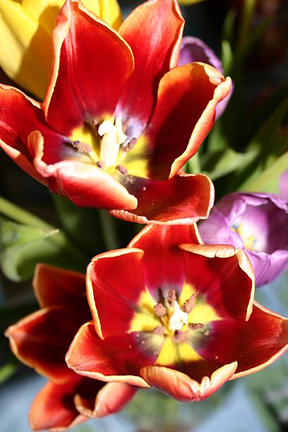 tulips in bloom stock photo