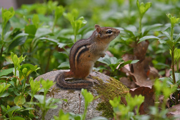 istock Chipmunk on rock in prayerful pose 1398716125