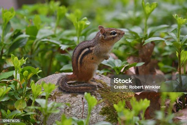 Chipmunk On Rock In Prayerful Pose Stock Photo - Download Image Now - Chipmunk, Animal, Animal Body Part