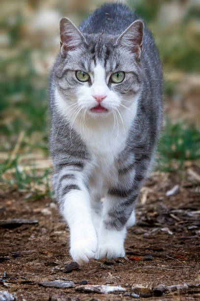 Cat on the ground Domestic feline outdoors on the ground prowling stock pictures, royalty-free photos & images